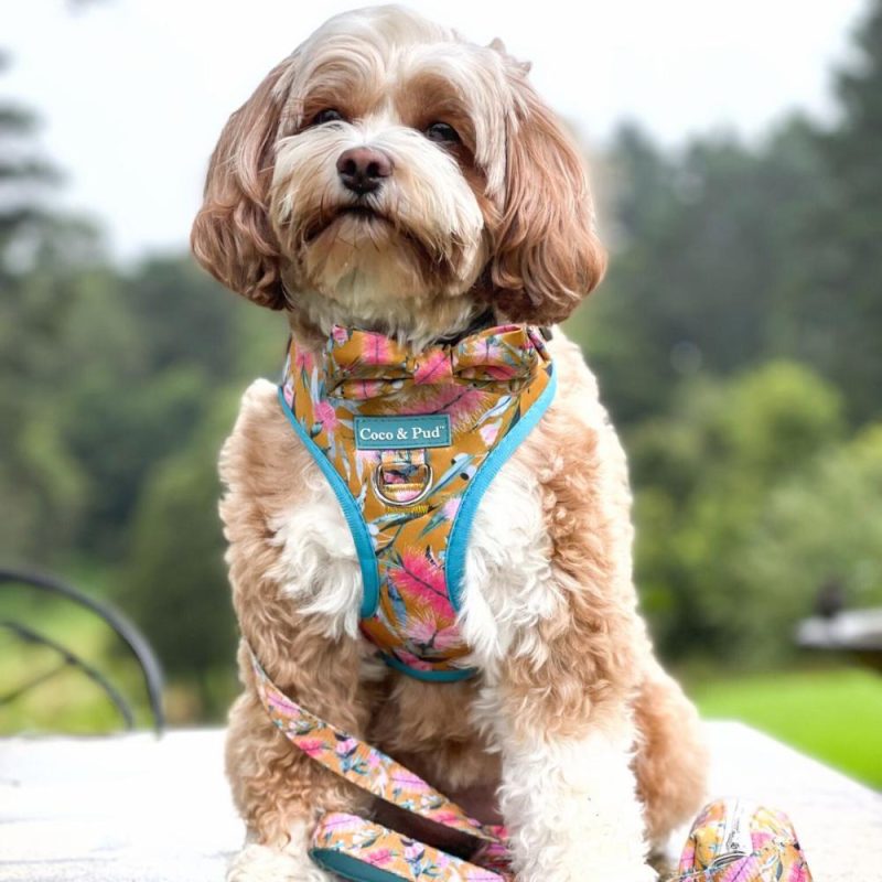 Adjustable Harnesses | Brush With Nature Adjustable Dog Harness