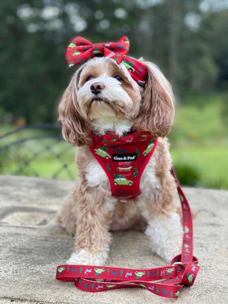 Adjustable Harnesses | Deck The Paws Adjustable Dog Harness