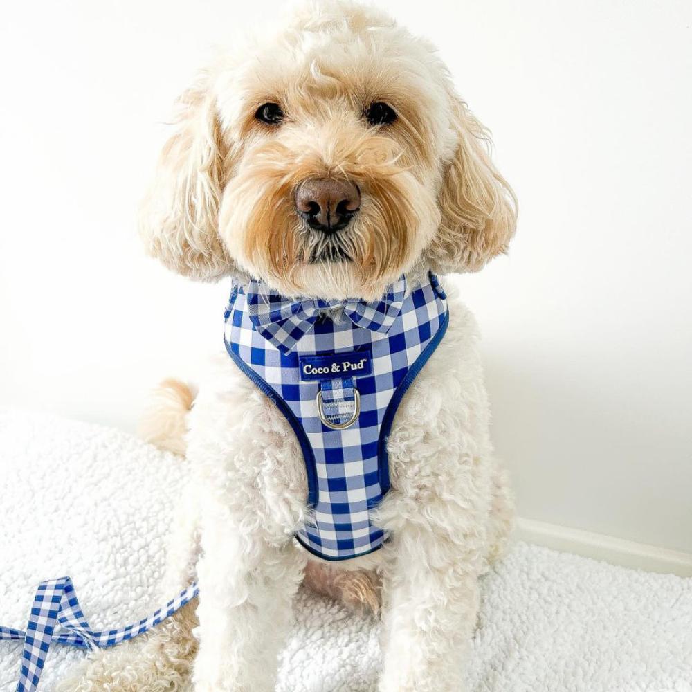 Adjustable Harnesses | Gingham French Navy Adjustable Dog Harness