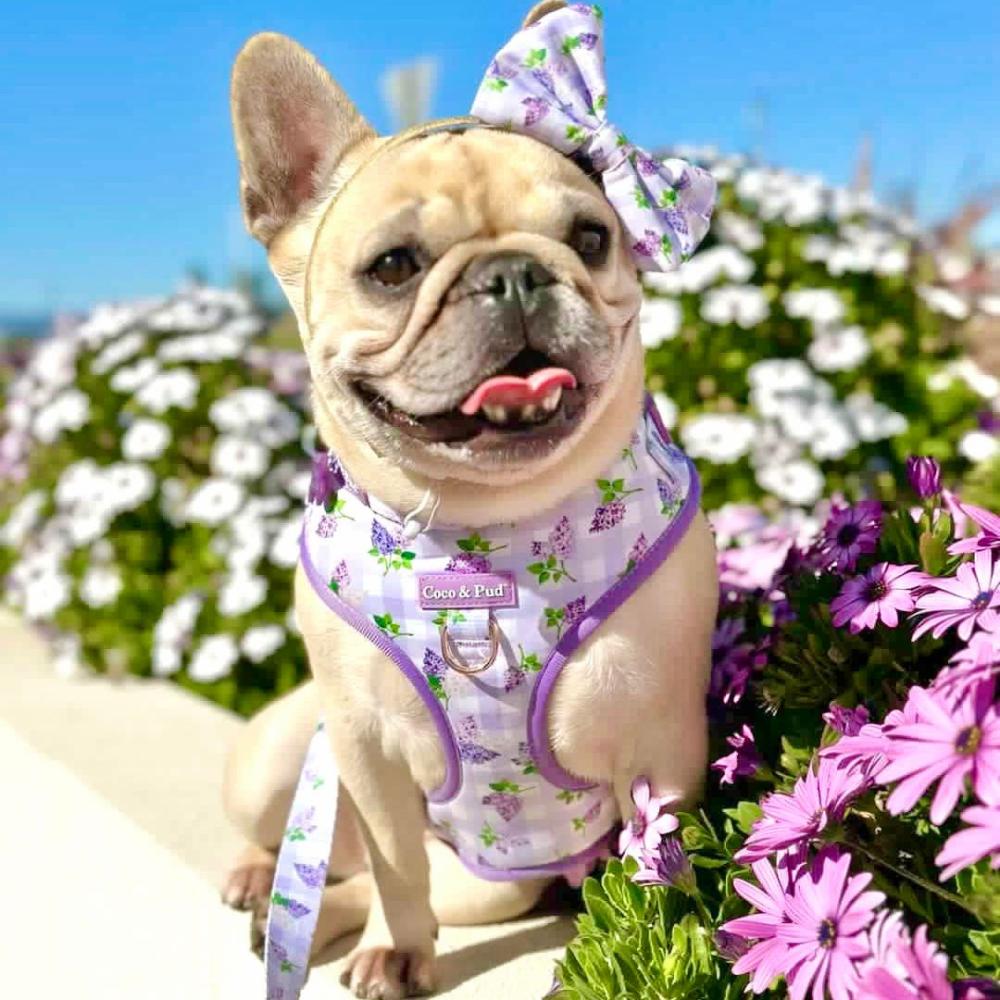 Adjustable Harnesses | Gingham Lilac Adjustable Dog Harness