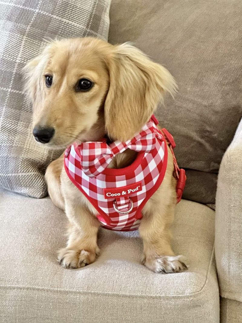 Adjustable Harnesses | Gingham Red Adjustable Dog Harness