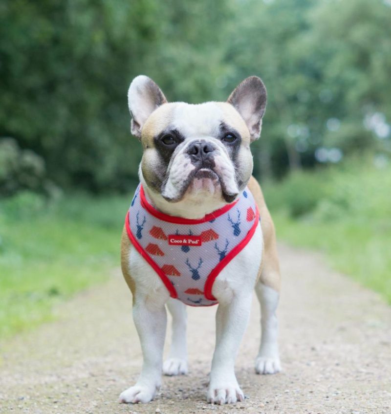 Bandanas | Adventure Dog Bandana