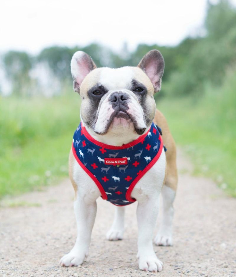 Bandanas | Adventure Dog Bandana