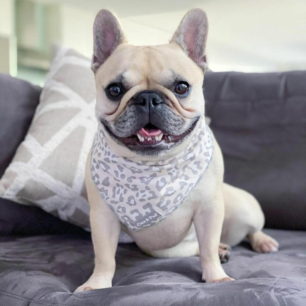 Bandanas | Amur Leopard Dog Bandana