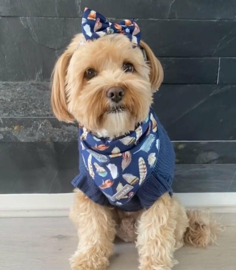 Bandanas | Birds of a Feather Dog Bandana