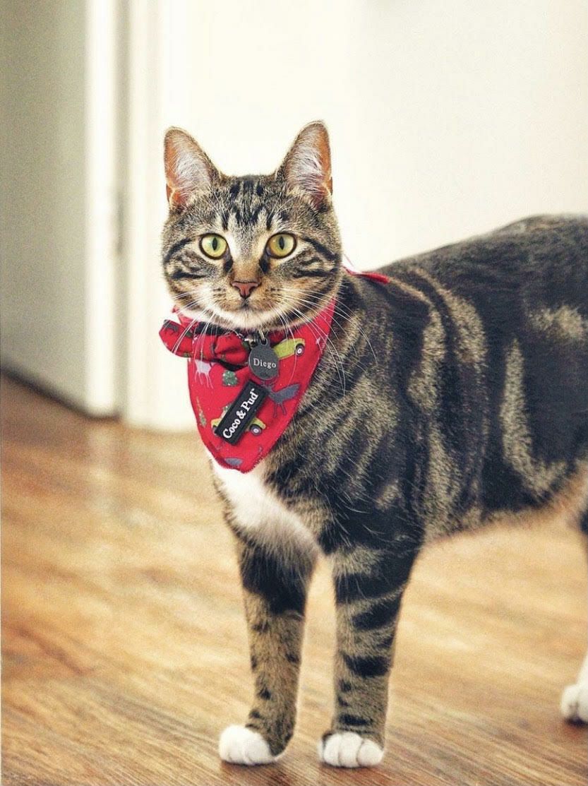 Bandanas | Deck The Paws Christmas Cat Bandana