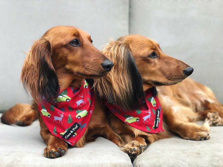 Bandanas | Deck The Paws Christmas Dog Bandana