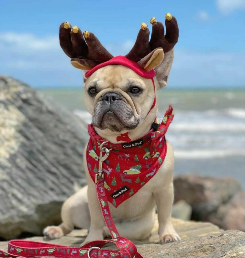 Bandanas | Deck The Paws Christmas Dog Bandana