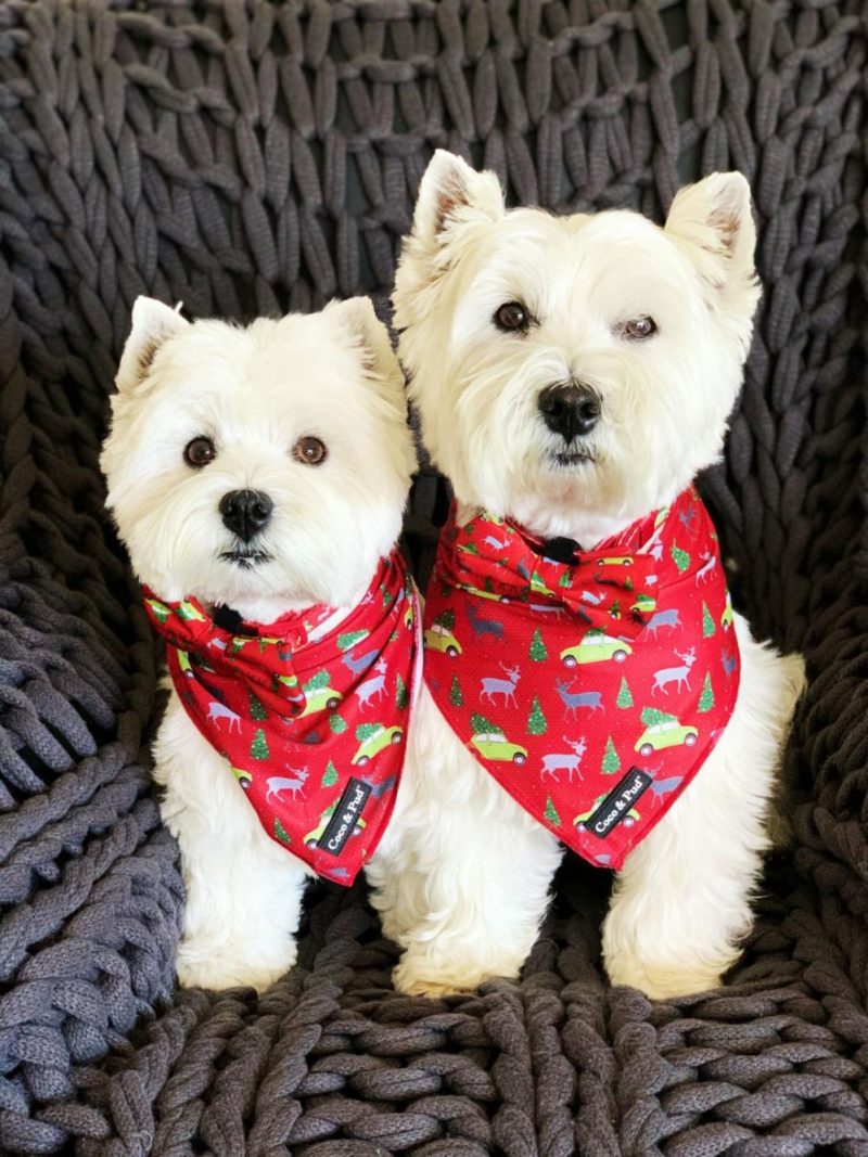 Bandanas | Deck The Paws Christmas Dog Bandana