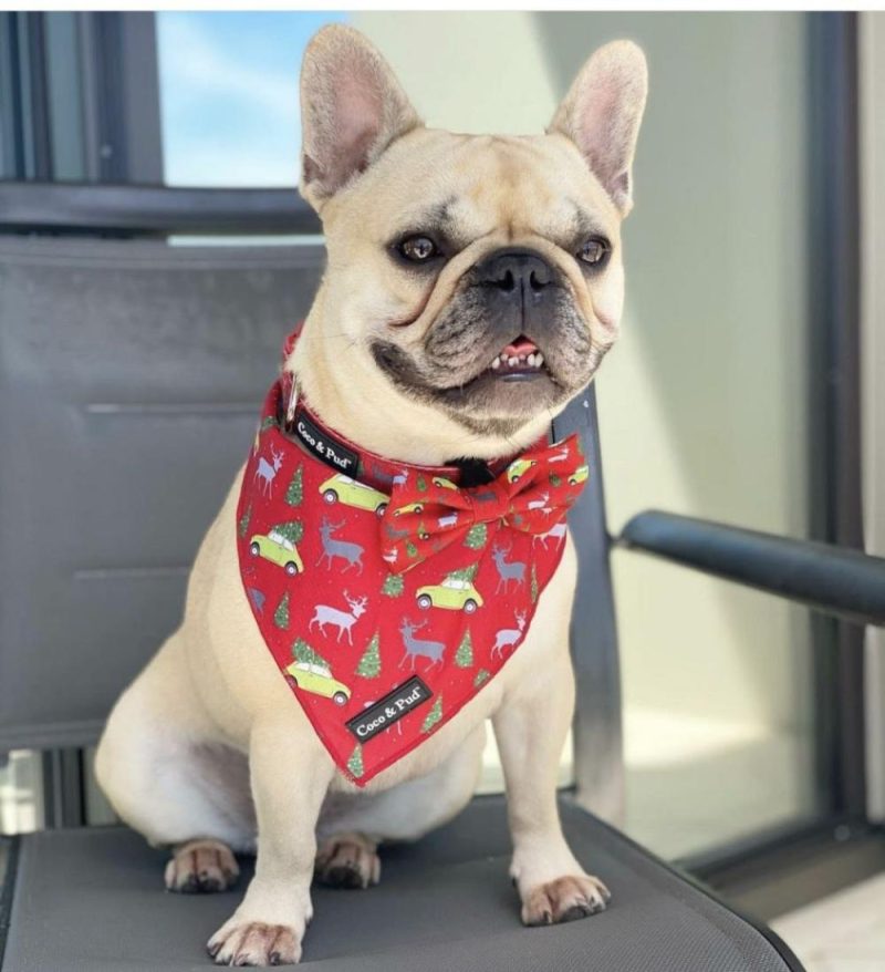 Bandanas | Deck The Paws Christmas Dog Bandana