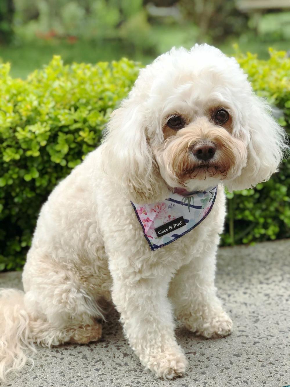 Bandanas | Floral Blooms Cotton Dog Bandana