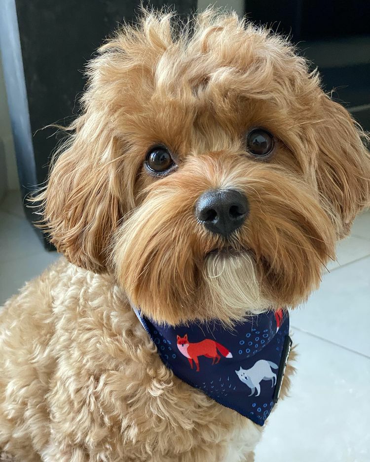 Bandanas | Fox & Friends Dog Bandana