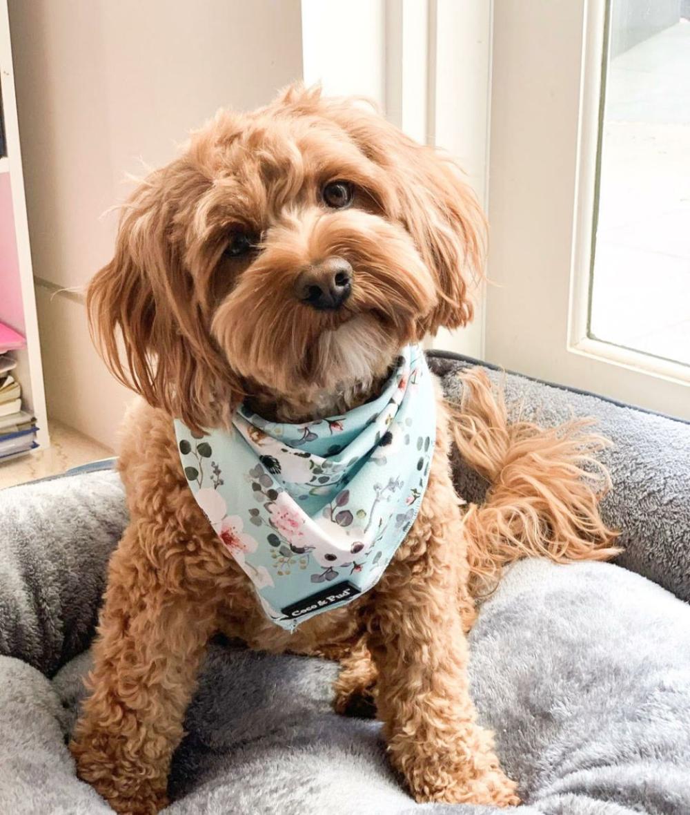 Bandanas | French Azure Dog Bandana