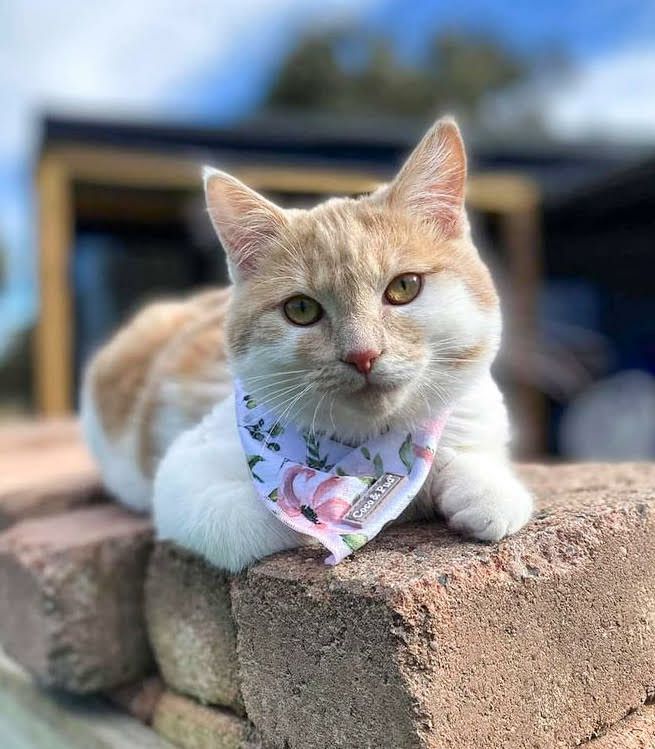 Bandanas | Le Jardin Cat Bandana