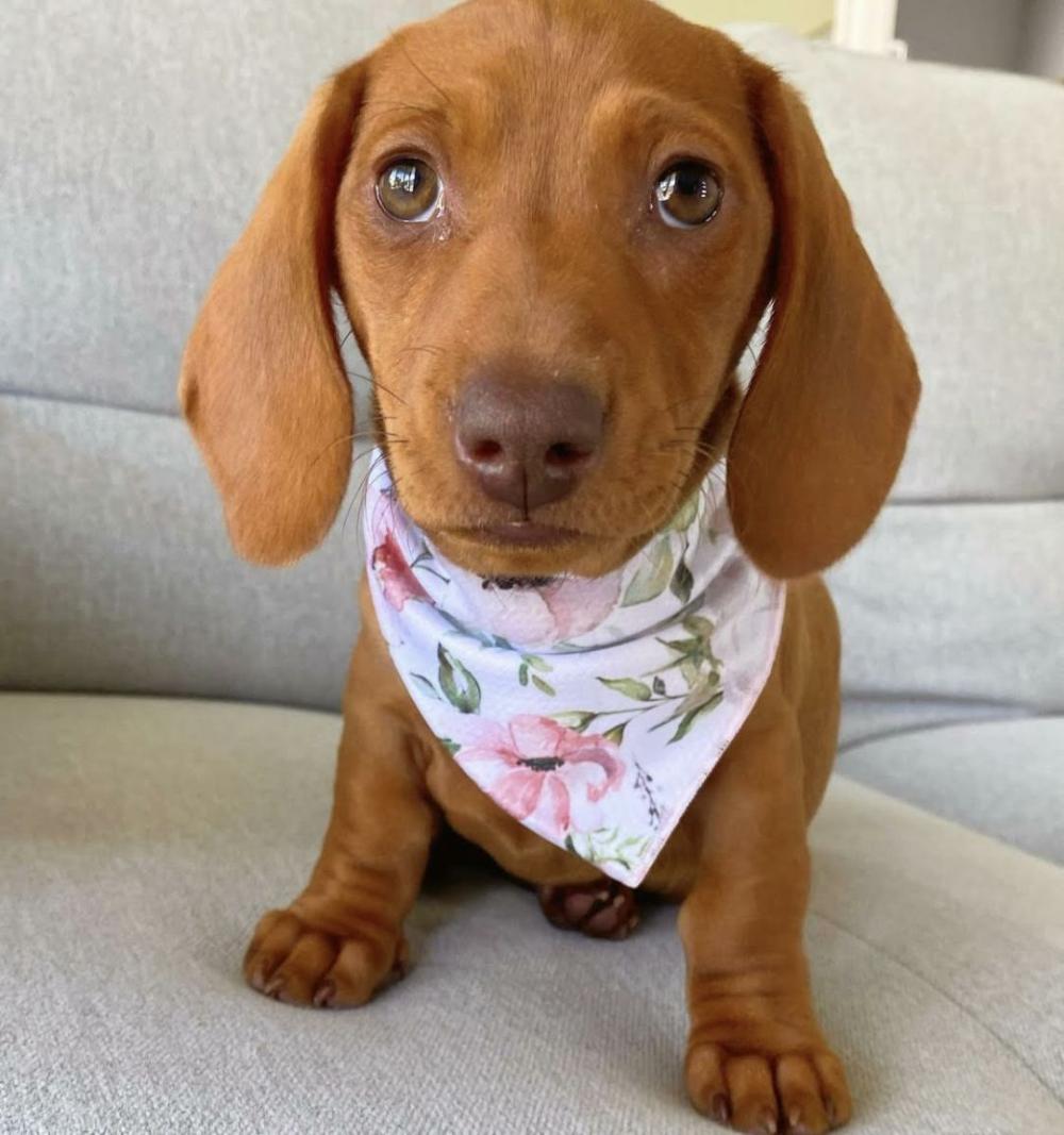 Bandanas | Le Jardin Dog Bandana