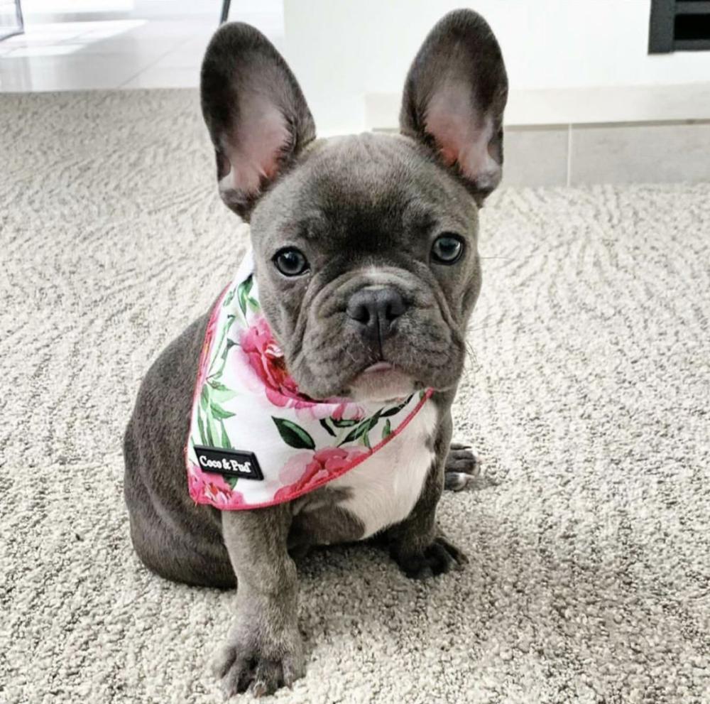 Bandanas | Peony Tie Up Dog Bandana