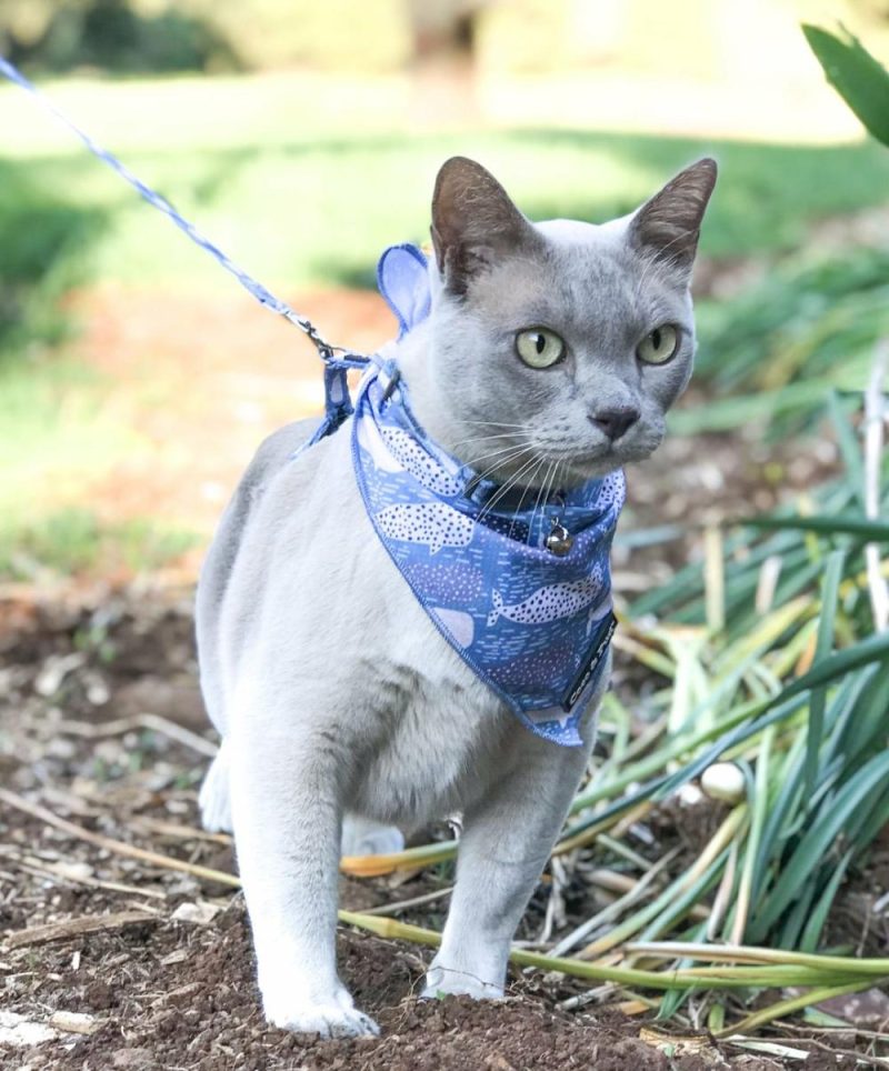 Bandanas | Whale of a Time Cat Bandana