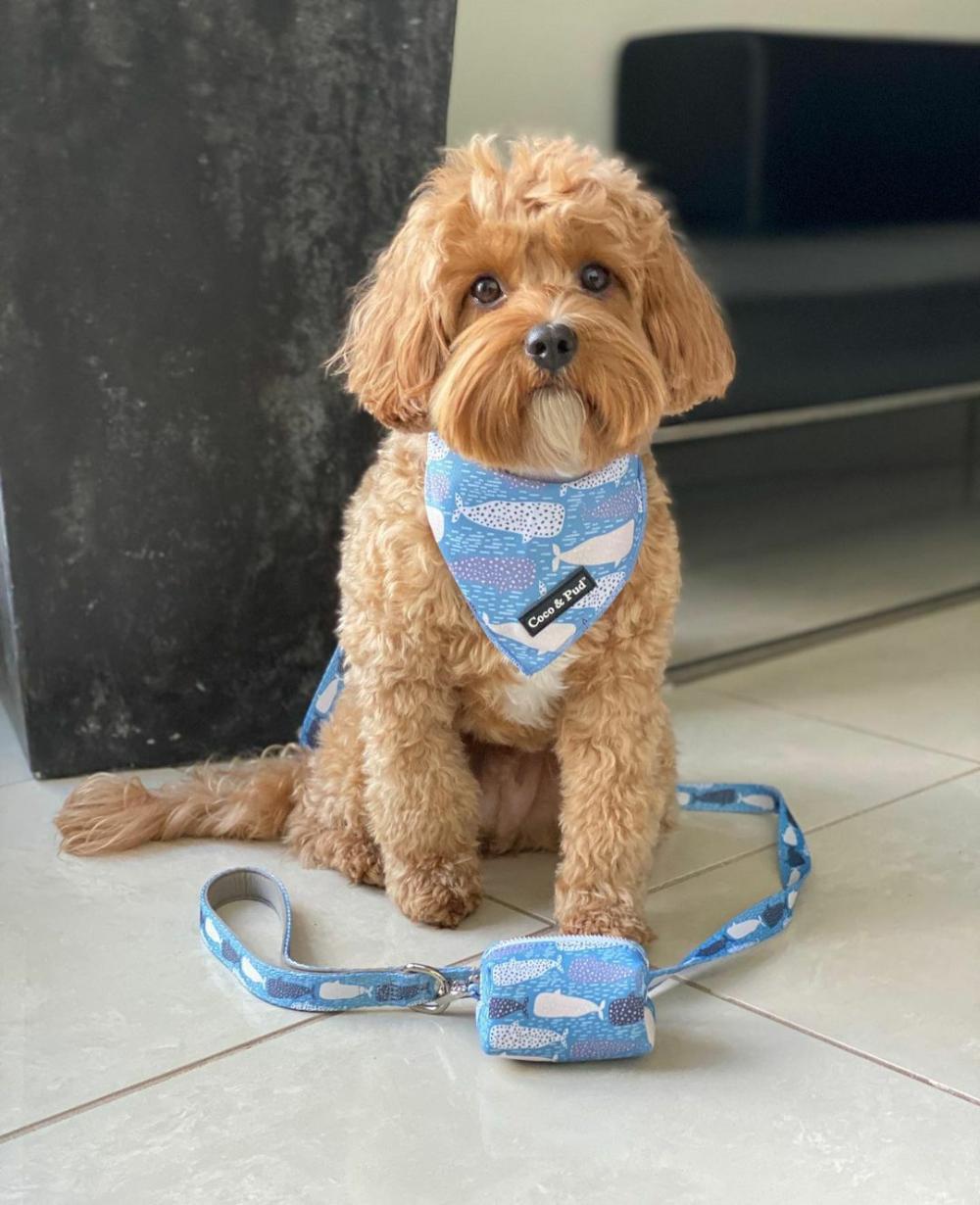 Bandanas | Whale of a Time Dog Bandana