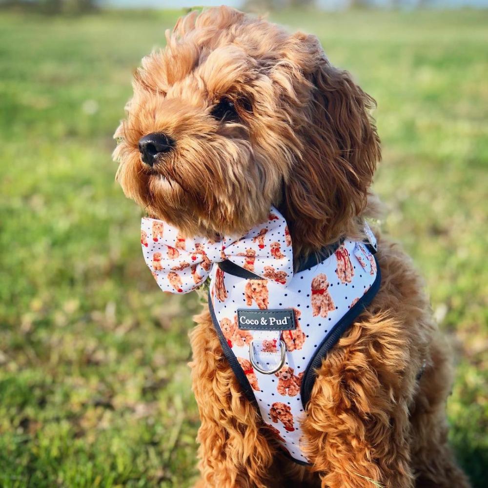 Bow Ties | Oodles of Fun Dog Bow tie