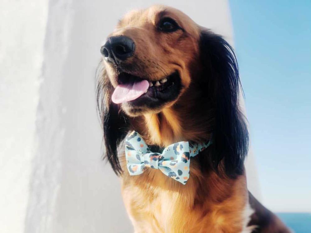 Bow Ties | Walk on the Wild Side Dog Bow tie