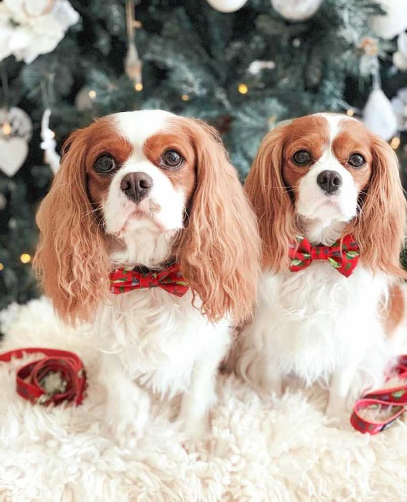 Collars | Deck The Paws Christmas Dog Collar