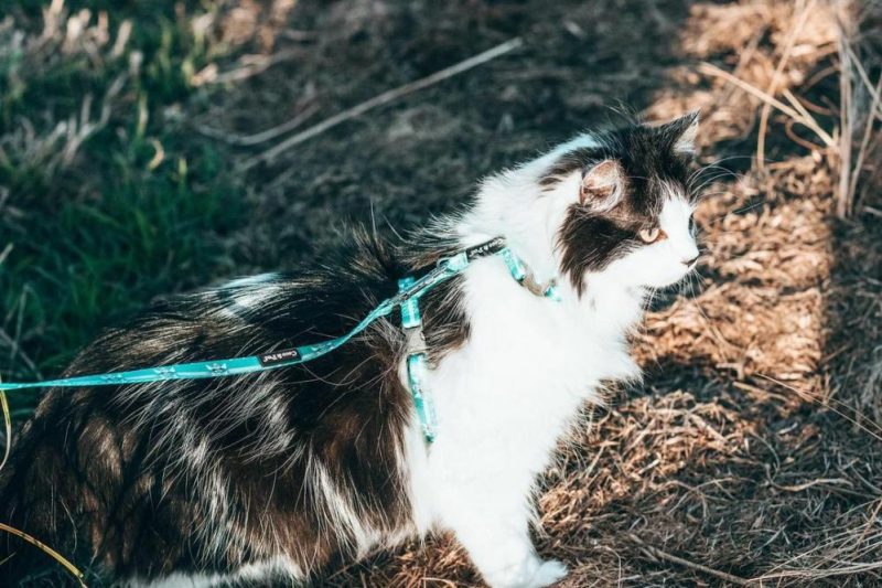 Harnesses | Audrey Cat/ Puppy Harness