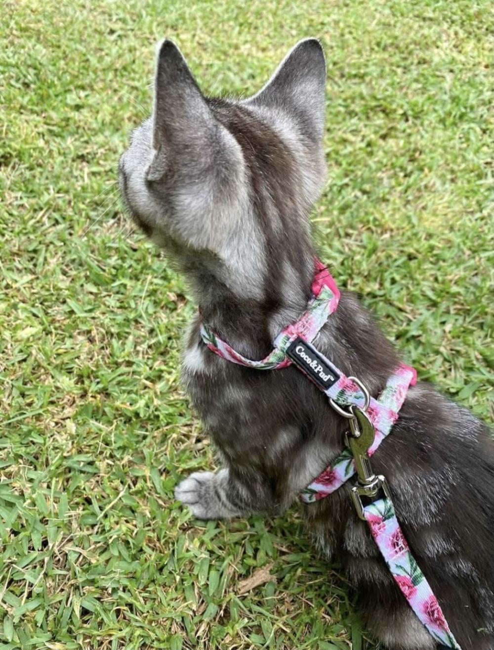 Harnesses | Peony Cat/ Puppy Harness