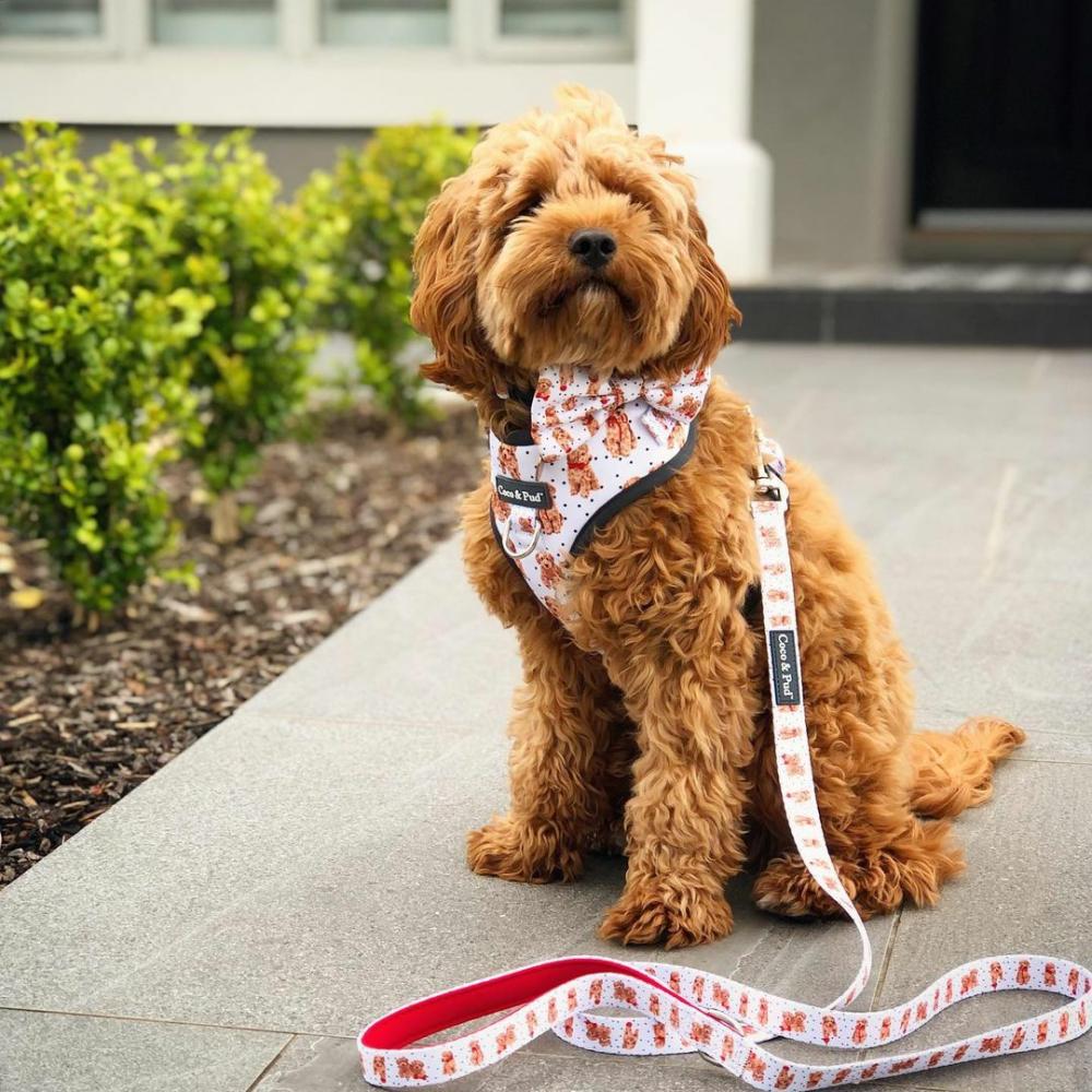 Leads | Oodles of Fun Dog lead/ Leash