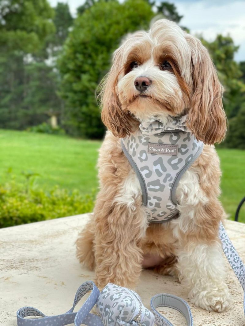 Reversible Harnesses | Amur Leopard Reversible Dog Harness