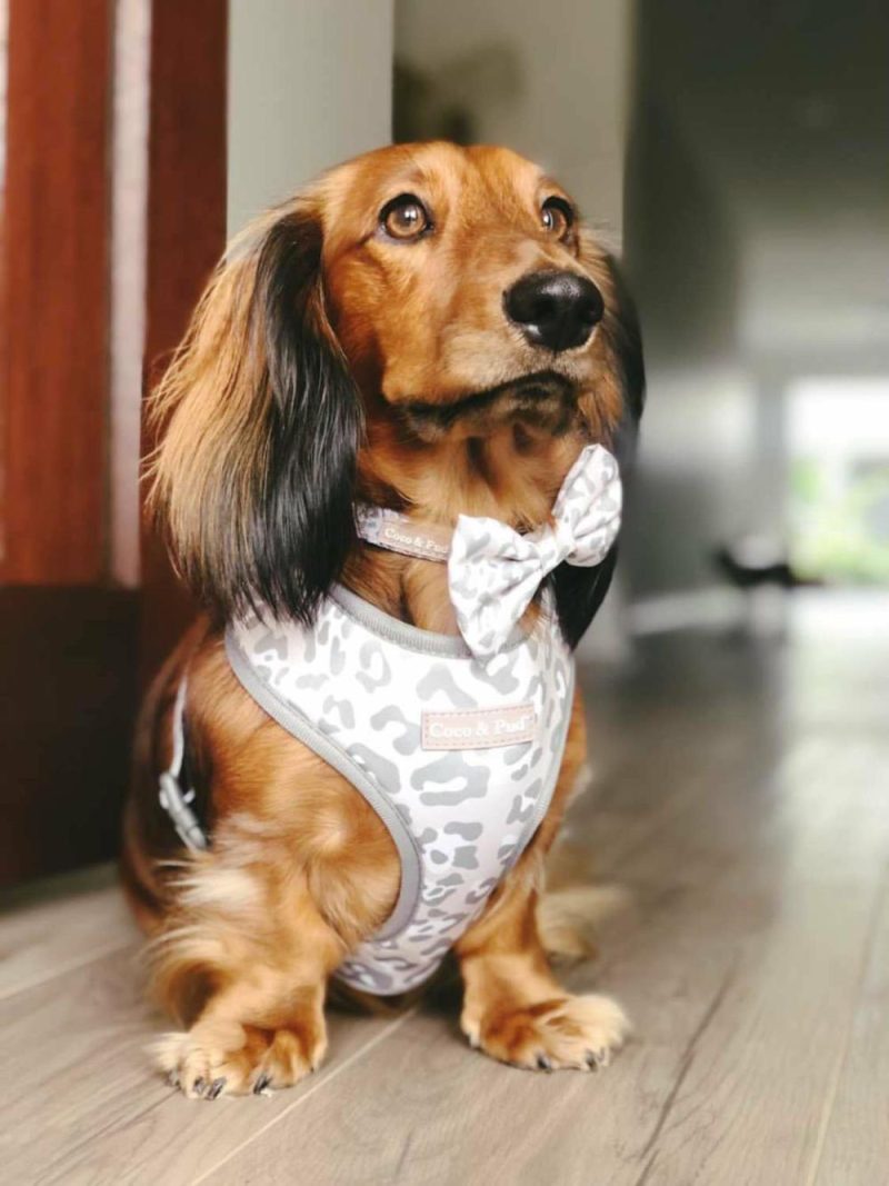 Reversible Harnesses | Amur Leopard Reversible Dog Harness