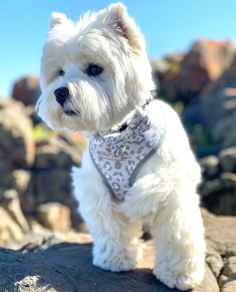 Reversible Harnesses | Amur Leopard Reversible Dog Harness