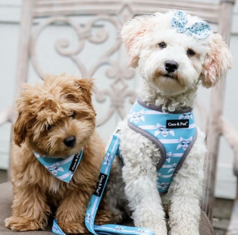 Reversible Harnesses | Audrey Reversible Dog Harness