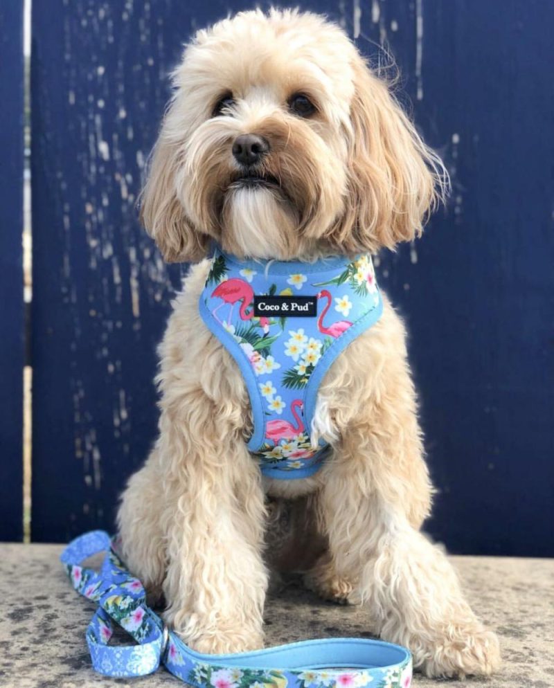 Reversible Harnesses | Flamingo Tropical Dog Harness