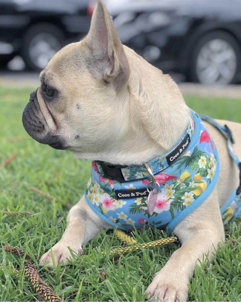 Reversible Harnesses | Flamingo Tropical Dog Harness