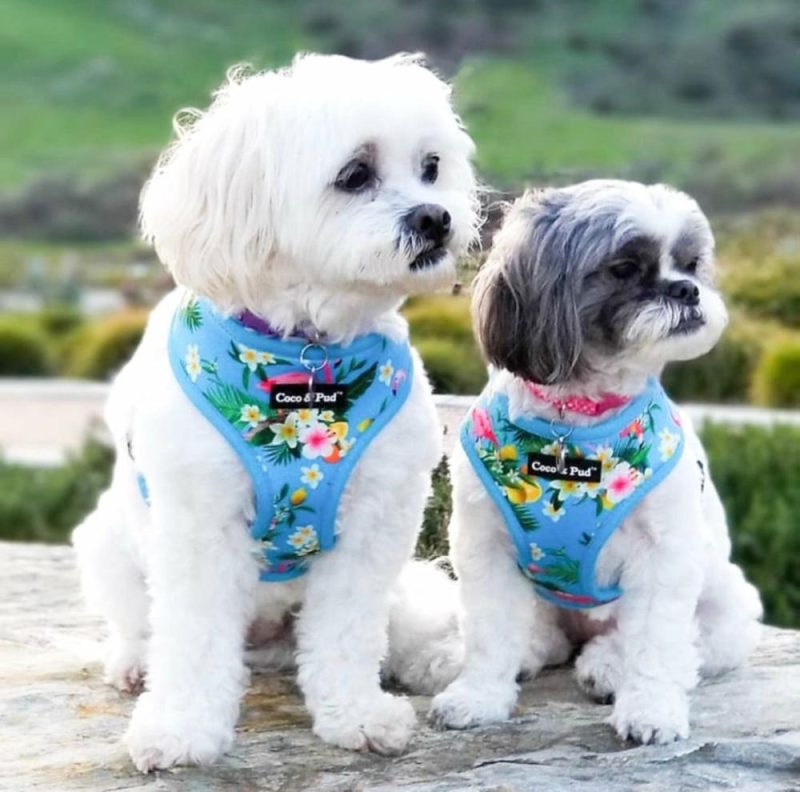 Reversible Harnesses | Flamingo Tropical Dog Harness