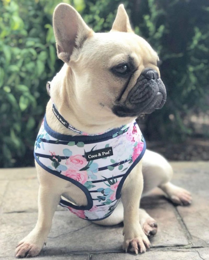 Reversible Harnesses | Floral Blooms Dog Harness