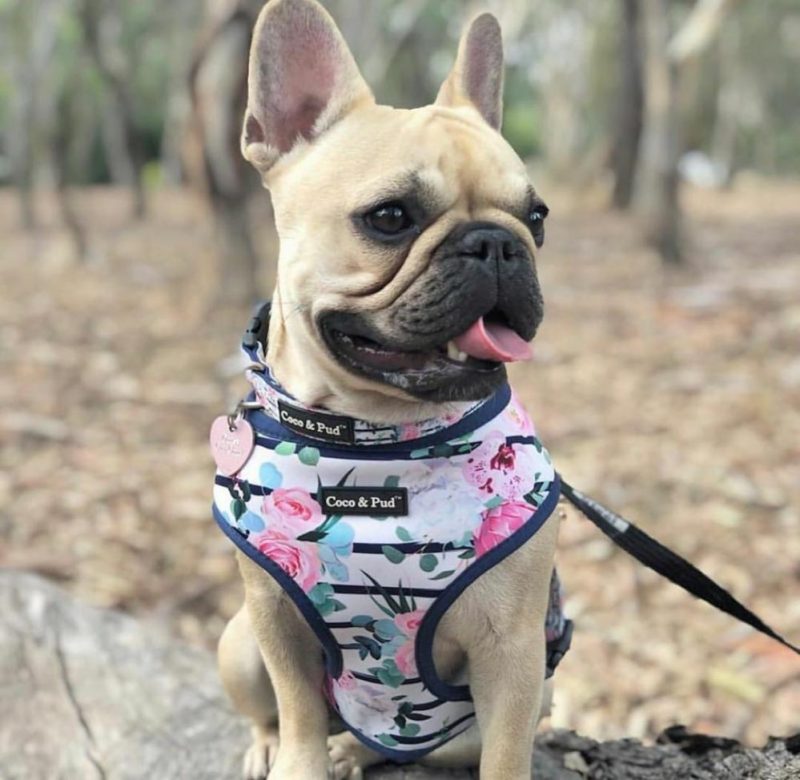 Reversible Harnesses | Floral Blooms Dog Harness