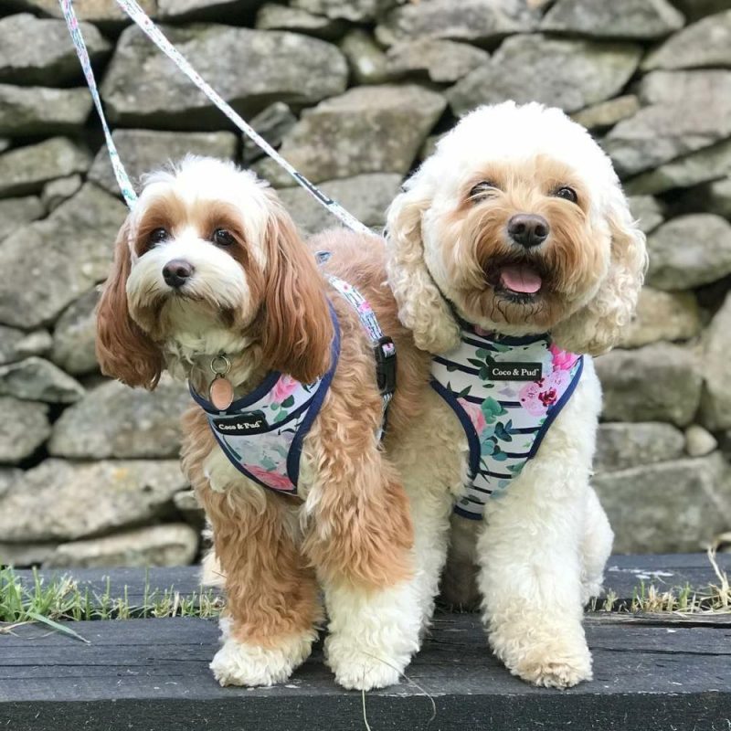 Reversible Harnesses | Floral Blooms Dog Harness