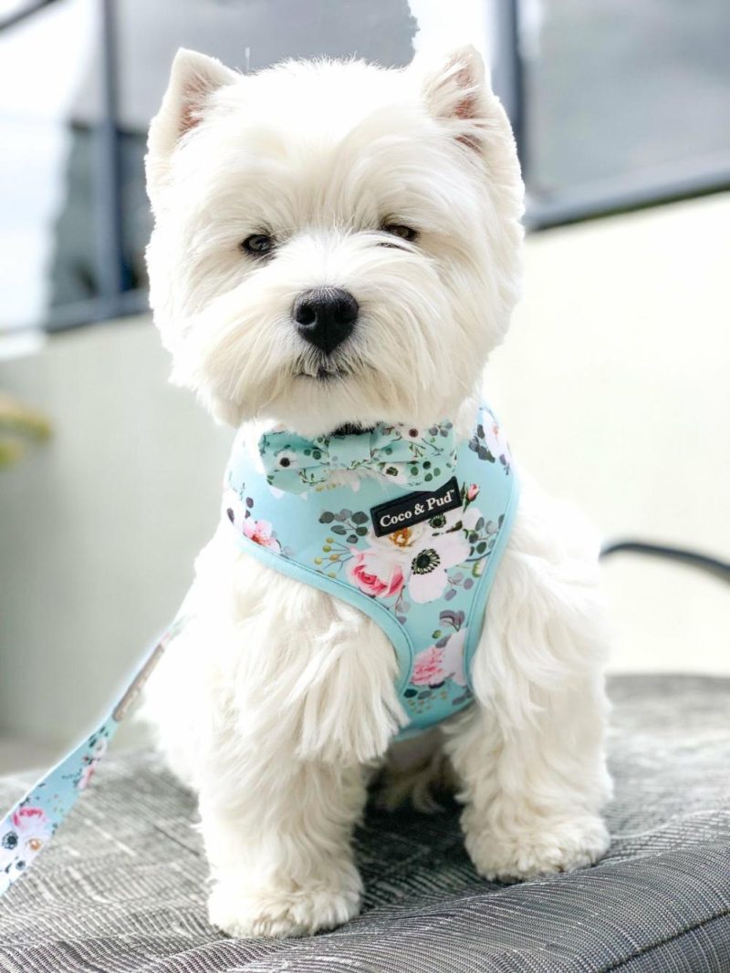 Reversible Harnesses | French Azure Reversible Dog Harness