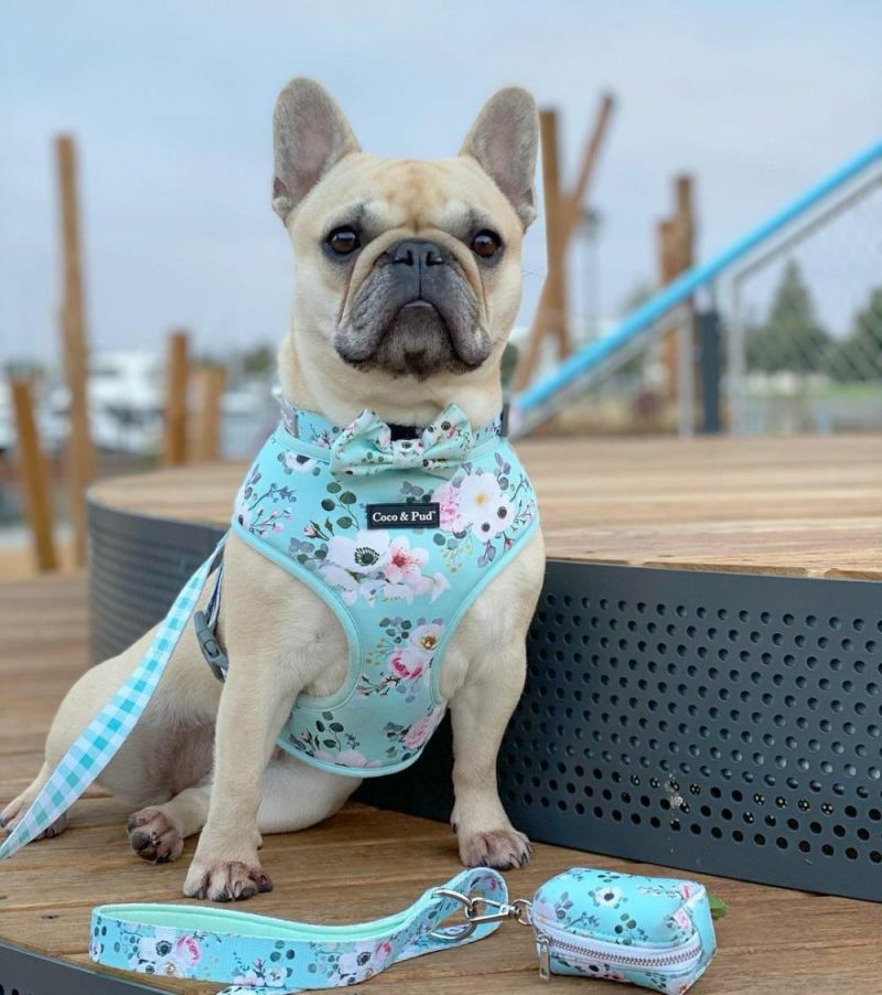 Reversible Harnesses | French Azure Reversible Dog Harness