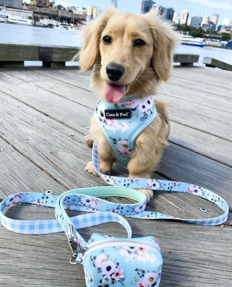 Reversible Harnesses | French Azure Reversible Dog Harness