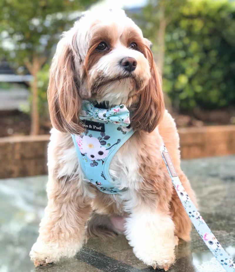 Reversible Harnesses | French Azure Reversible Dog Harness