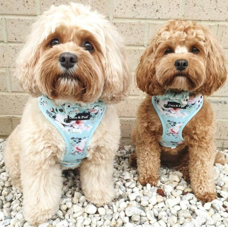 Reversible Harnesses | French Azure Reversible Dog Harness