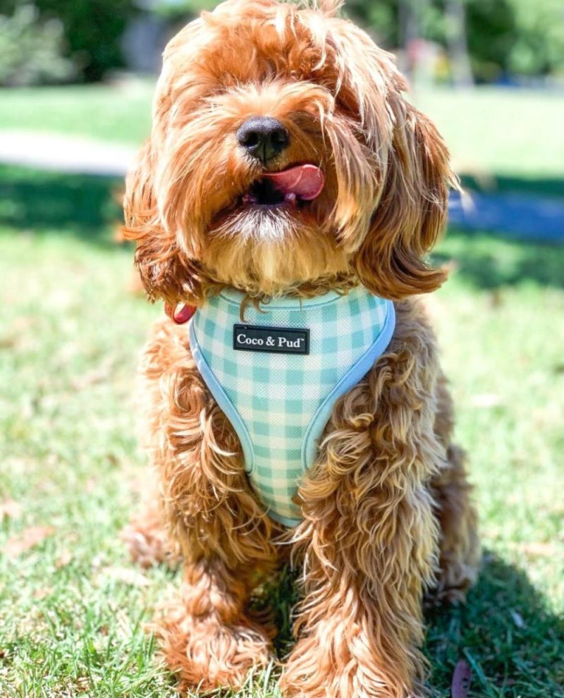 Reversible Harnesses | French Azure Reversible Dog Harness