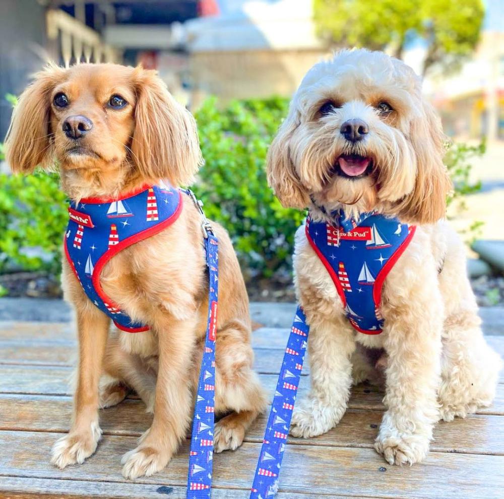 Reversible Harnesses | Hamptons Reversible Dog Harness