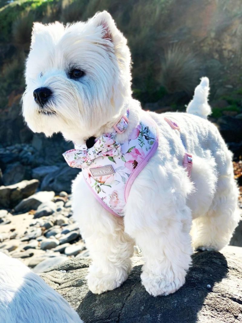 Reversible Harnesses | Le Jardin Reversible Dog Harness