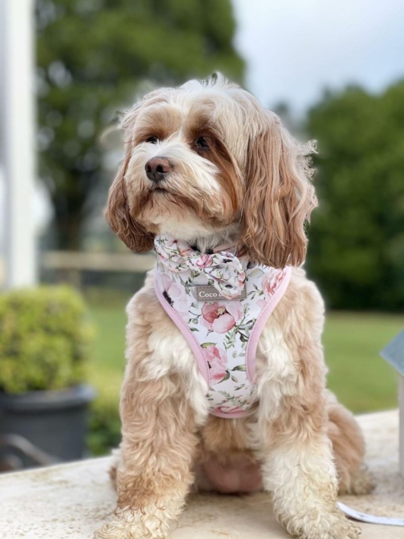 Reversible Harnesses | Le Jardin Reversible Dog Harness