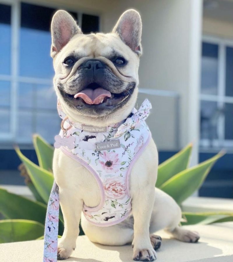 Reversible Harnesses | Le Jardin Reversible Dog Harness