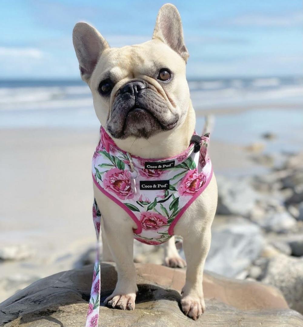 Reversible Harnesses | Peony Reversible Dog Harness