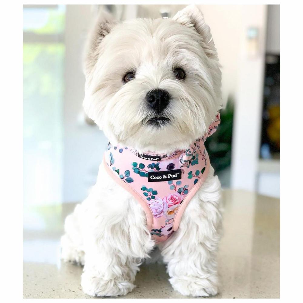 Reversible Harnesses | Provence Rose Reversible Dog Harness